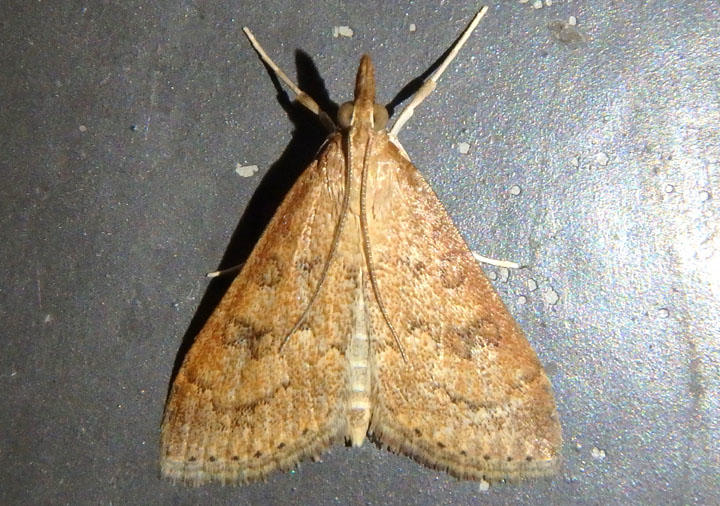 5079 - Udea rubigalis; Celery Leaftier Moth