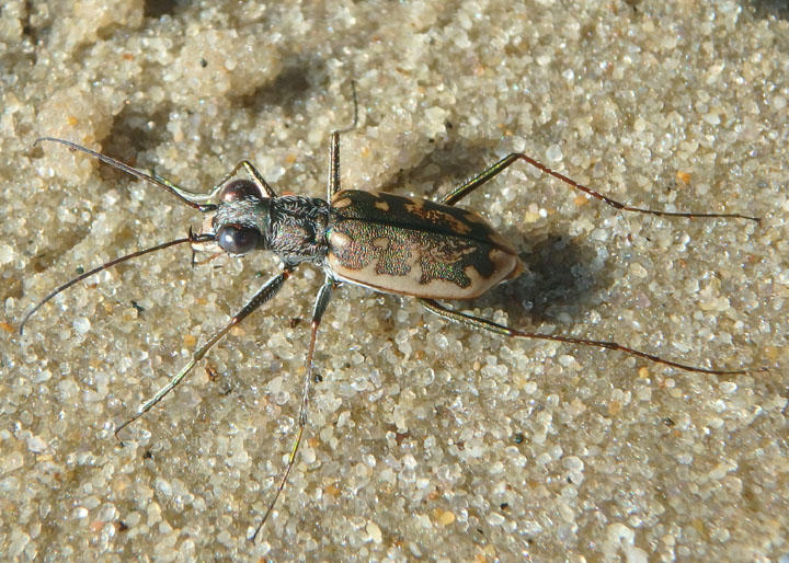 Ellipsoptera marginata; Margined Tiger Beetle