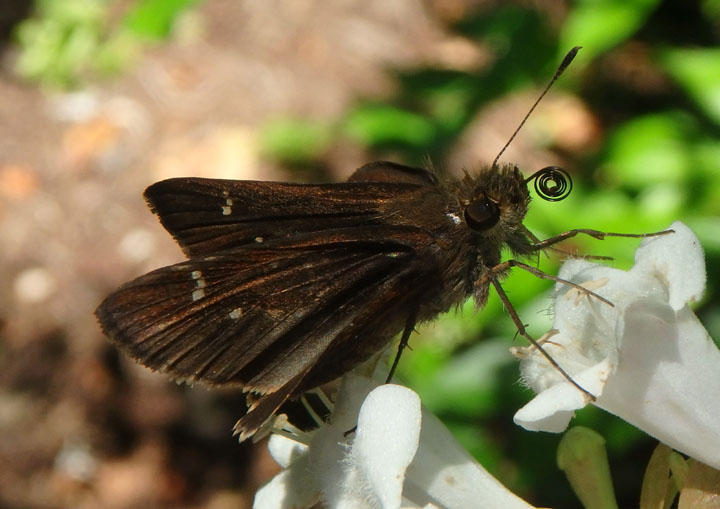 Lerema accius; Clouded Skipper; male