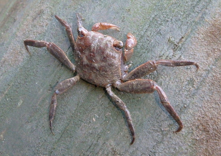 Marsh Crab