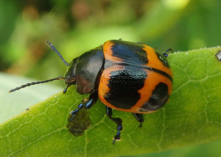 Labidomera clivicollis; Swamp Milkweed Leaf Beetle