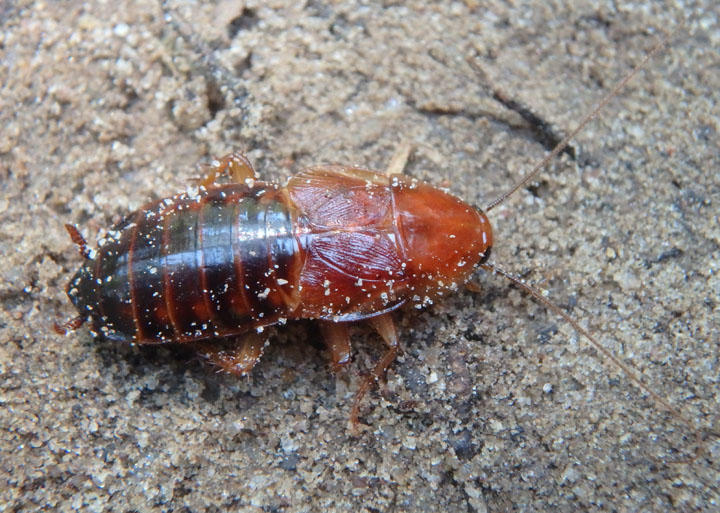 Parcoblatta fulvescens; Fulvous Wood Cockroach
