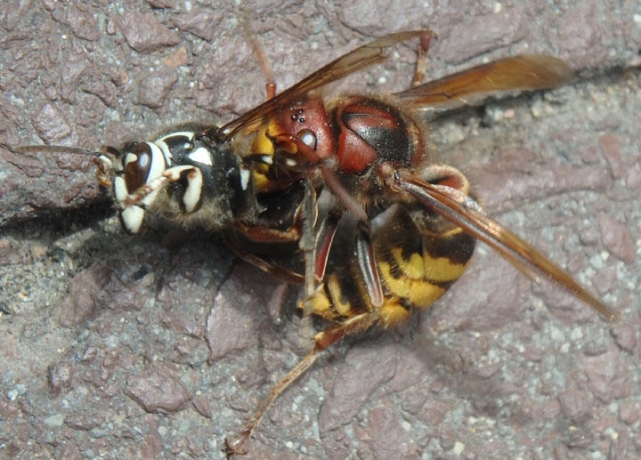 Vespa crabro; European Hornet; exotic