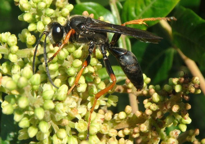 Sphex nudus; Katydid Wasp; male