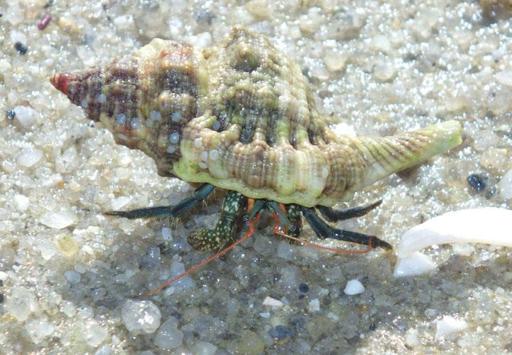 Blue-legged Hermit Crab inhabiting Knobbed Triton Shell