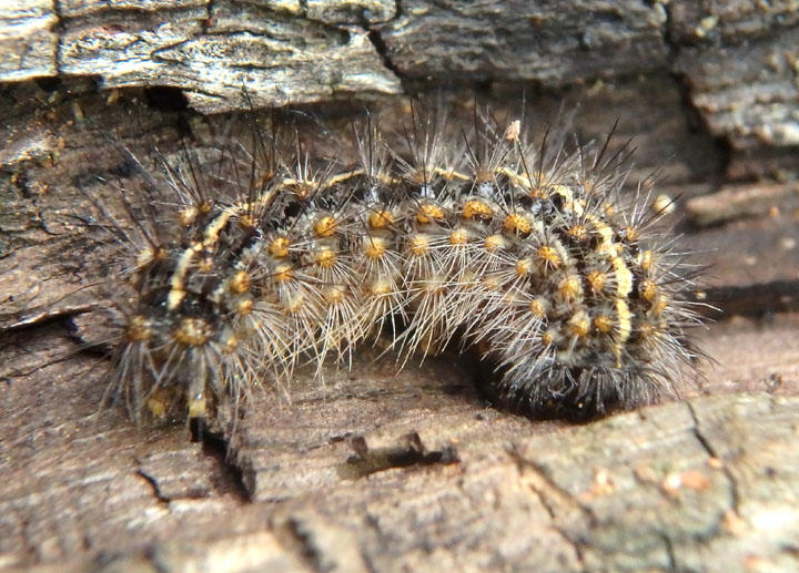 8199 - Apantesis arge; Arge Moth Caterpillar