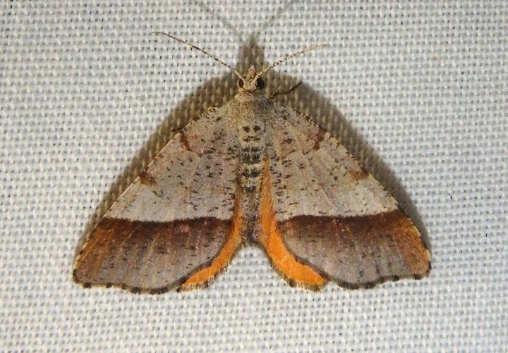 6322 - Mellilla xanthometata; Orange Wing