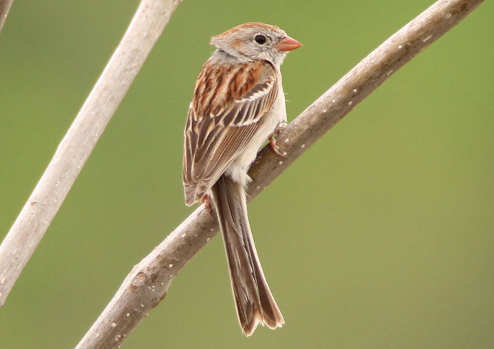 Field Sparrow