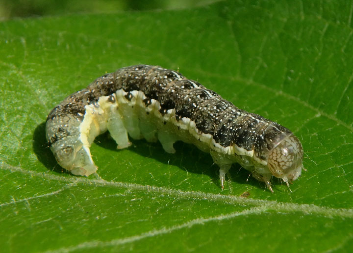 10487 - Orthosia rubescens; Ruby Quaker caterpillar