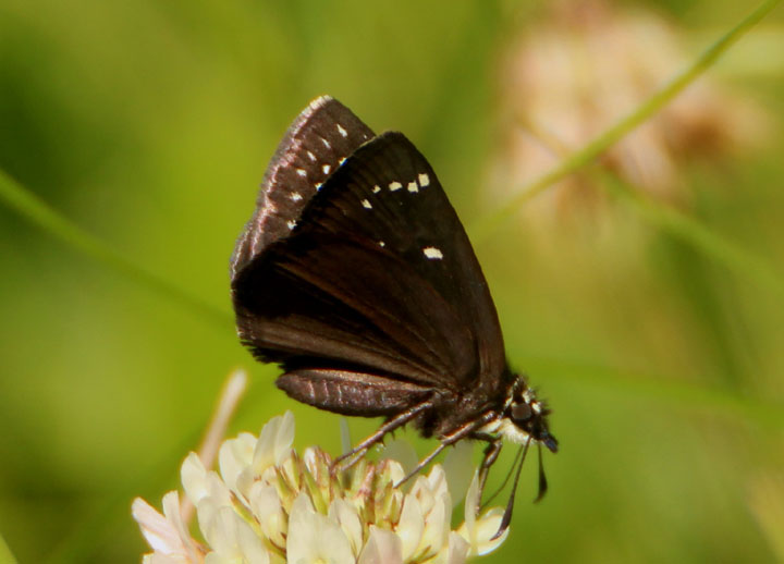 Pholisora catullus; Common Sootywing