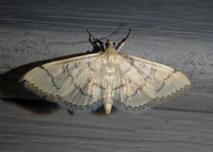 5182 - Blepharomastix ranalis; Hollow-spotted Blepharomastix