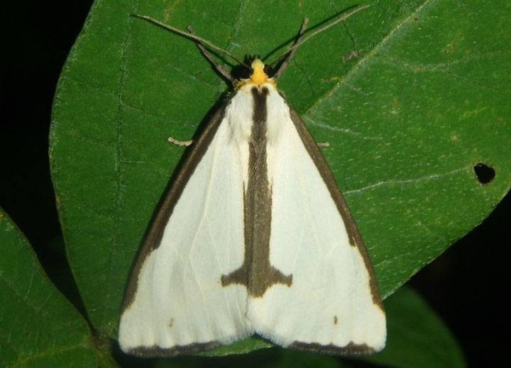 8111 - Haploa lecontei; LeContes Haploa