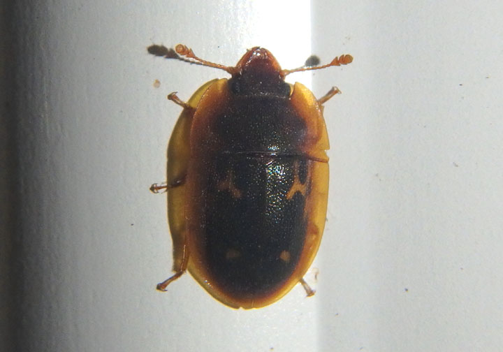 Prometopia sexmaculata; Sap-feeding Beetle species