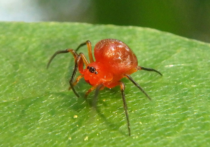 Hypsosinga rubens; Orb Weaver species