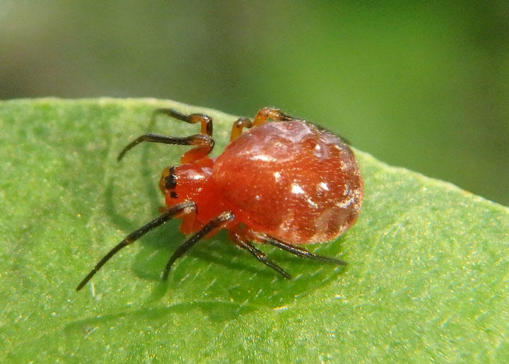 Hypsosinga rubens; Orb Weaver species