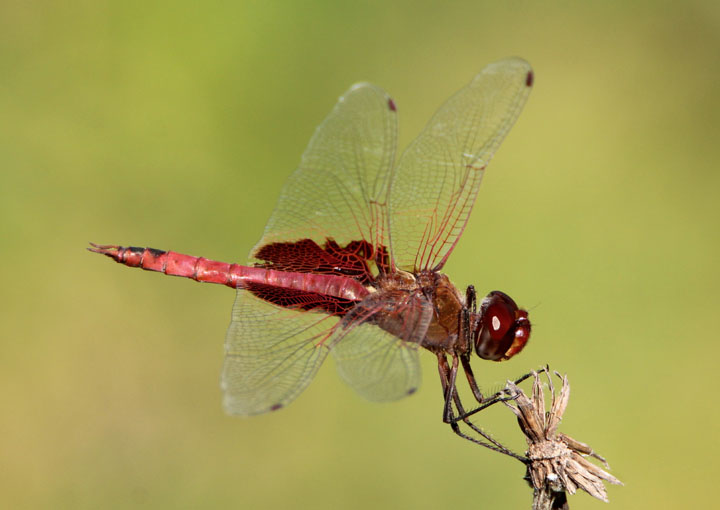 Tramea onusta; Red Saddlebags; male