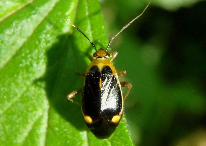 Metriorrhynchomiris dislocatus; Plant Bug species