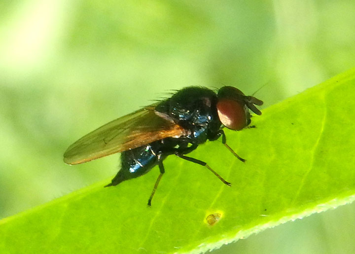 Lonchaeidae Lance Fly species