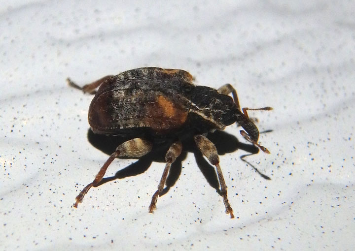 Conotrachelus anaglypticus; Cambium Curculio