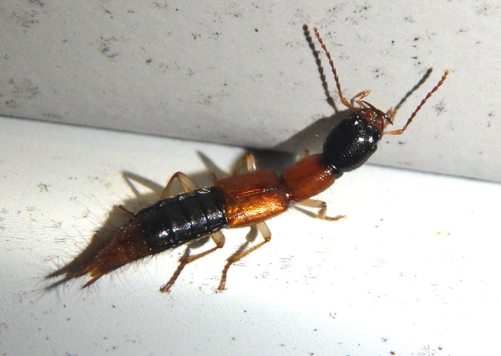 Homaeotarsus bicolor; Rove Beetle species