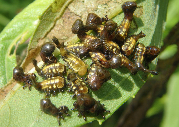 Physonota helianthi; Sunflower Tortoise Beetle larva 
