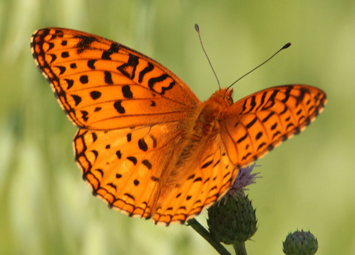 Speyeria aphrodite; Aphrodite Fritillary