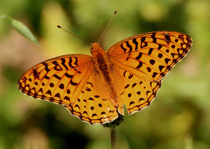 Speyeria aphrodite; Aphrodite Fritillary