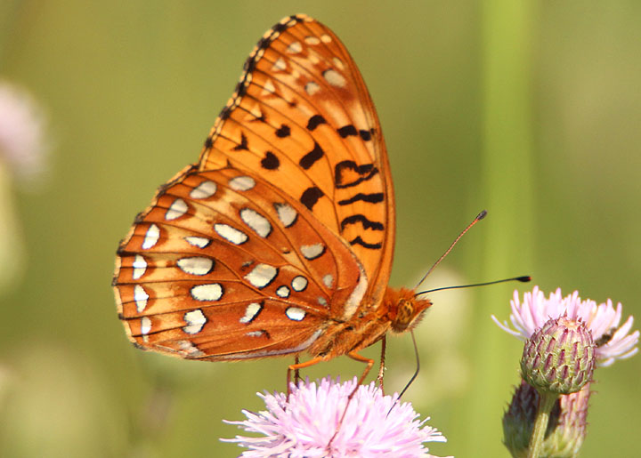 Speyeria aphrodite; Aphrodite Fritillary