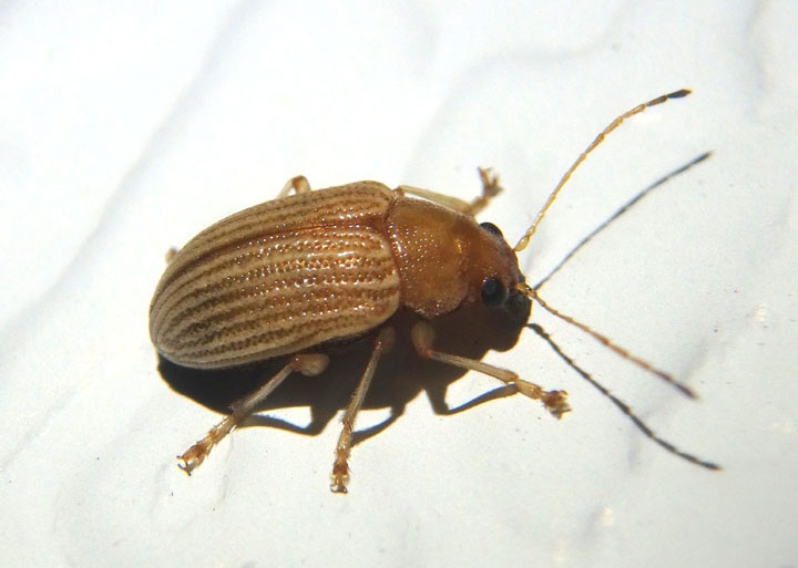Colaspis brunnea; Grape Colaspis