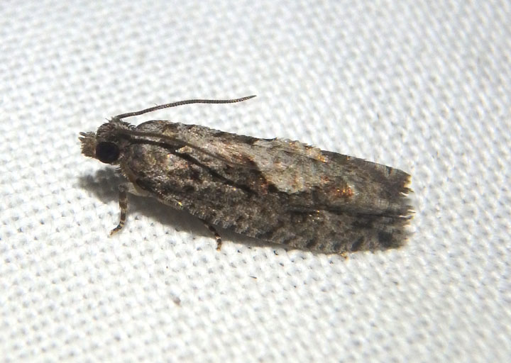 3259-3268 - Gretchena Tortricid Moth species