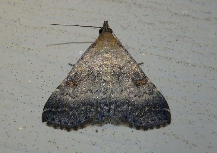 8368 - Tetanolita floridana; Florida Tetanolita