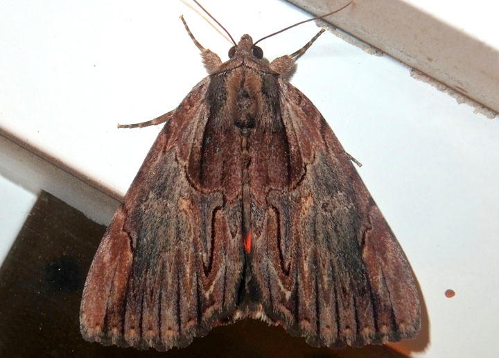 8857 - Catocala ultronia; Ultronia Underwing