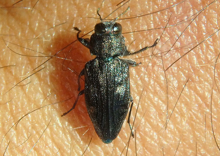Chrysobothris sexsignata; Metallic Wood-boring Beetle species