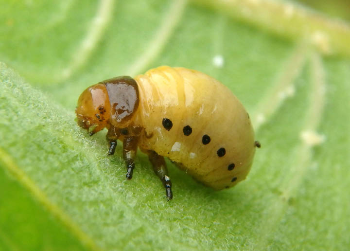 Labidomera clivicollis; Swamp Milkweed Leaf Beetle larva