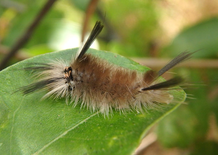 8203 - Halysidota tessellaris; Banded Tussock caterpillar