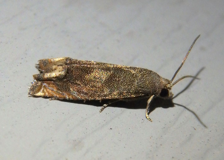 3172 - Epiblema strenuana; Ragweed Borer