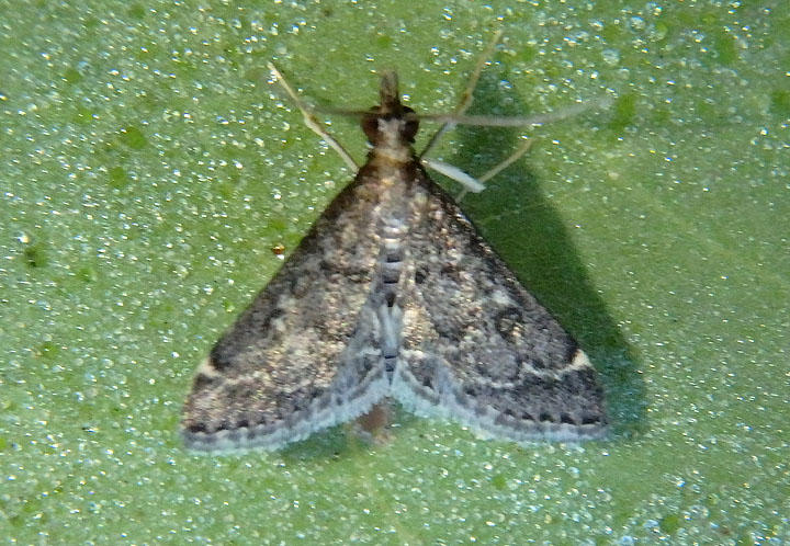 5178  Steniodes mendica; Pyralid Moth species 