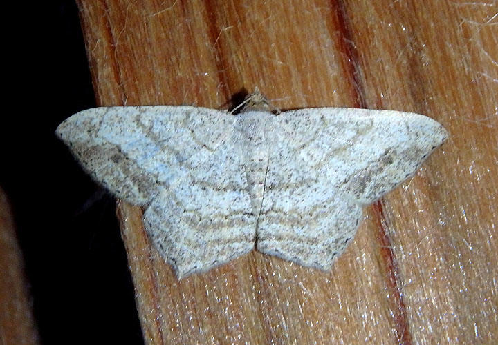 6328.1 - Psamatodes atrimacularia; Geometrid Moth species