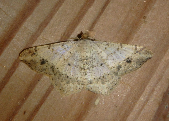6332 - Psamatodes abydata; Dot-lined Angle 