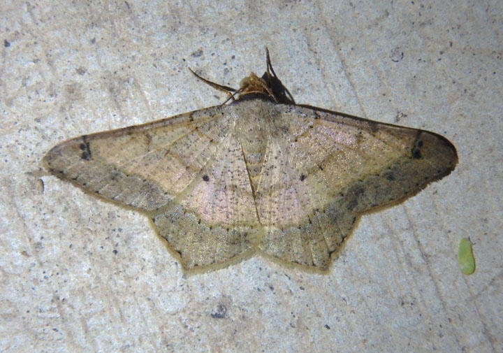 6332 - Psamatodes abydata; Dot-lined Angle