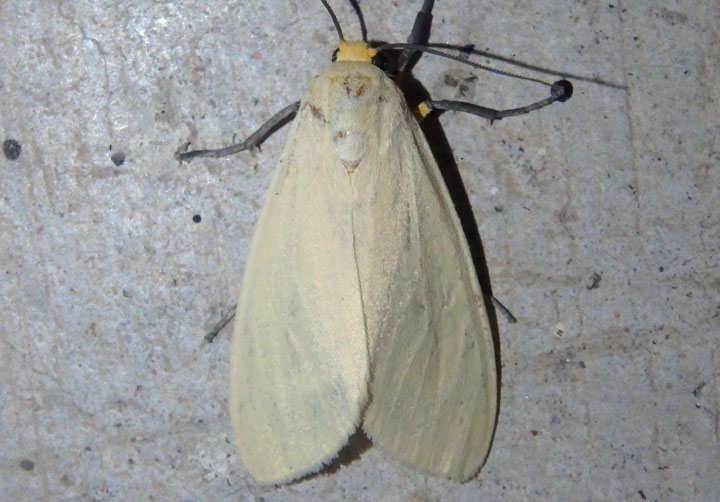 8227 - Pareuchaetes insulata; Yellow-winged Pareuchaetes 