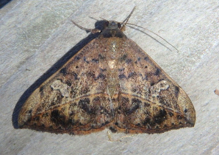 8574 - Anticarsia gemmatalis; Velvetbean Caterpillar Moth