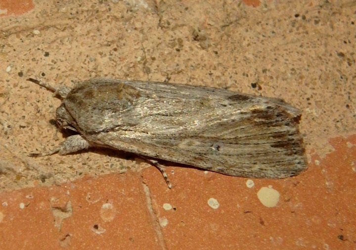 9673 - Spodoptera albula; Gray-streaked Armywom Moth