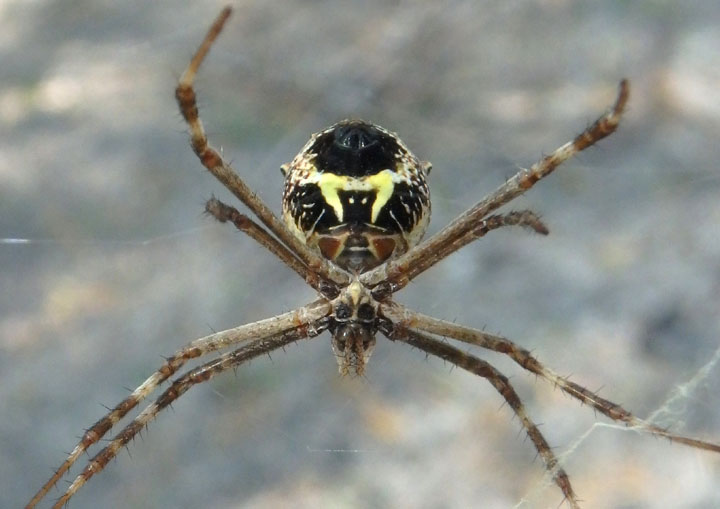 Argiope argentata; Silver Argiope; female