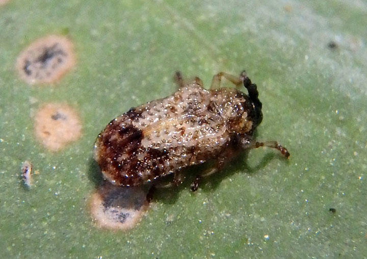 Brachycoryna pumila; Leaf Beetle species