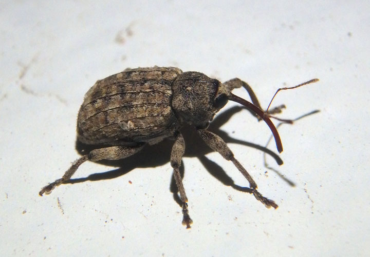 Conotrachelus naso; Weevil species