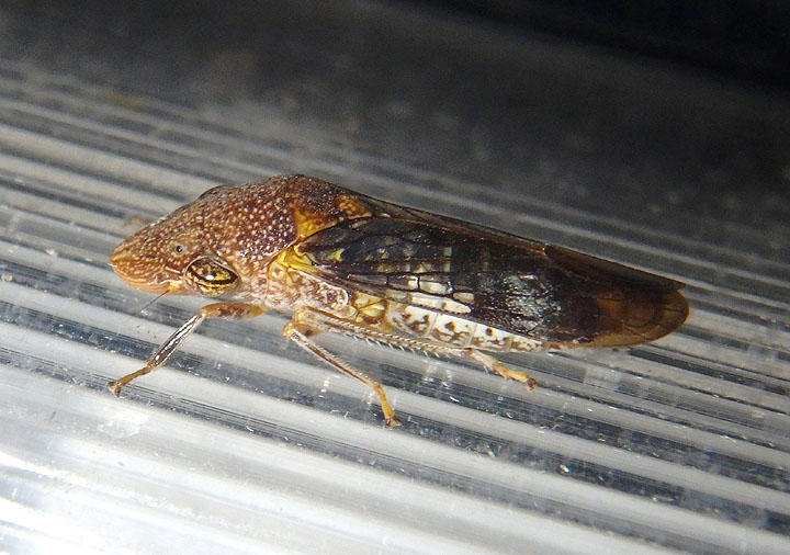 Homalodisca vitripennis; Glassy-winged Sharpshooter