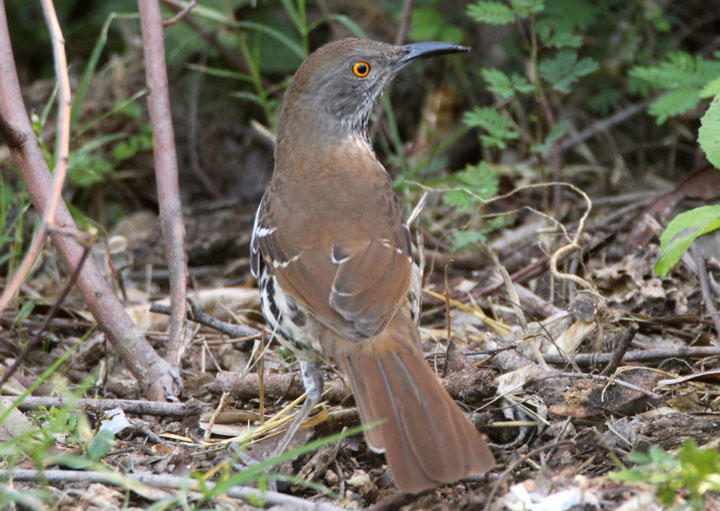 Long-billed Thrasher