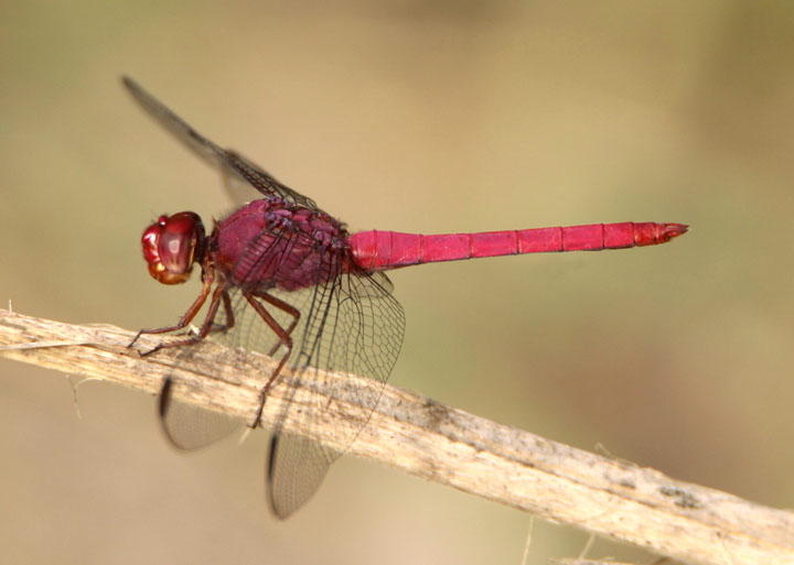 Orthemis discolor; Carmine Skimmer; male