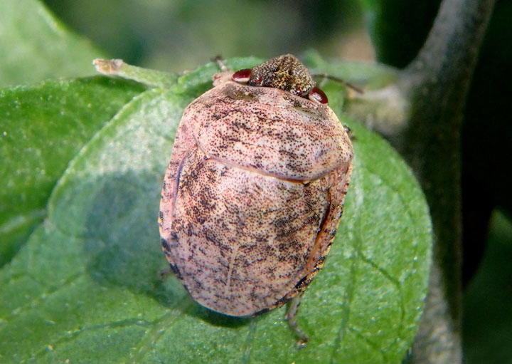 Symphylus caribbeanus; Shield-backed Bug species